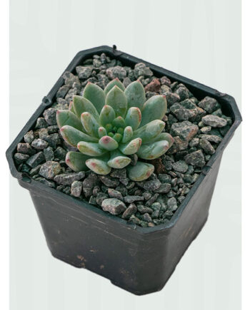 Echeveria blue elf 3"