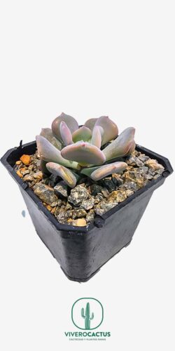 Echeveria cubit frost 3"