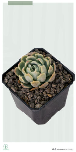 Echeveria elegans 3"