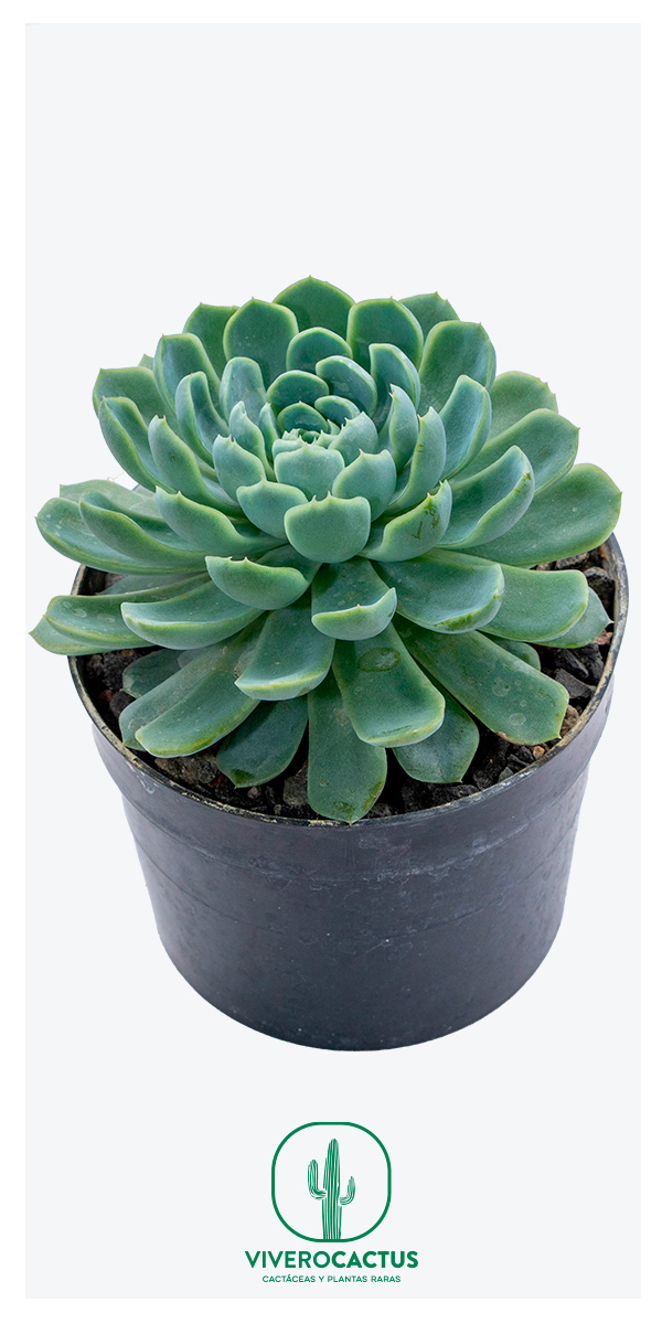 Echeveria elegans 6"