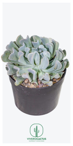 Echeveria runyonii topsy turvy 6"