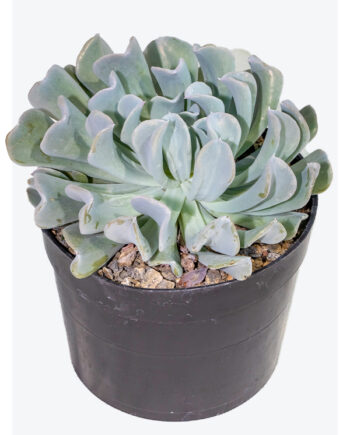 Echeveria runyonii topsy turvy 6"