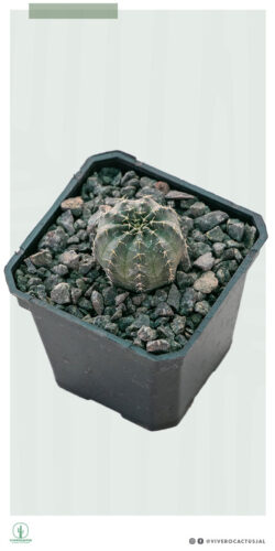 Echinocereus pulchellus 3"