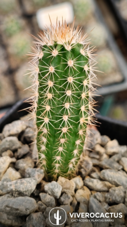Echinocereus scheeri  var koehresianus 3"