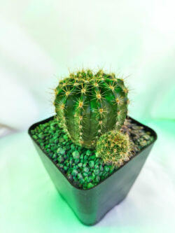Echinopsis sp (hibridos) 4"