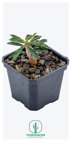 Euphorbia cap-saintemariensis 3"