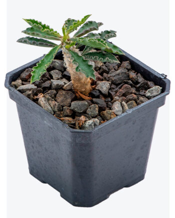 Euphorbia cap-saintemariensis 3"