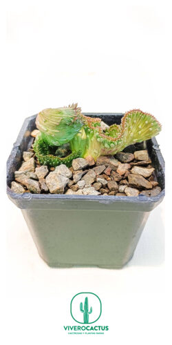 Echidnopsis cereiformis 3"