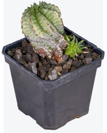 Euphorbia horrida 3"