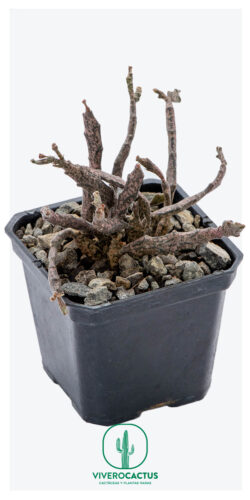 Euphorbia platyaclada 3"