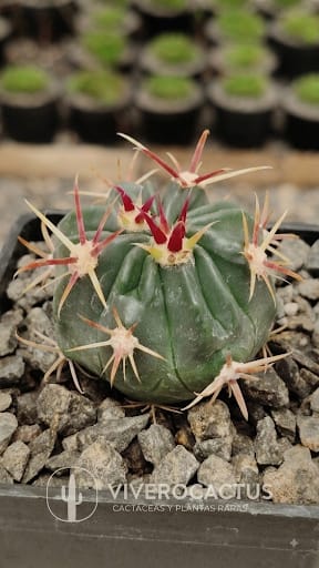 Ferocactus latispinus 3"
