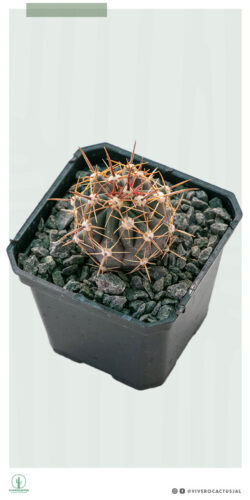 Ferocactus herrerae 3"