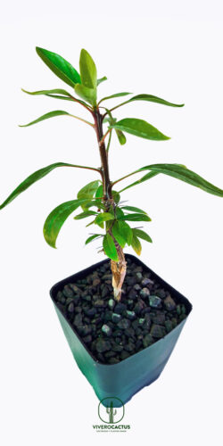 Fouqueria splendens*  4"