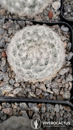 Mammillaria plumosa  4"