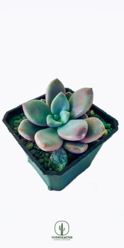 Graptopetalum murasaki 3"