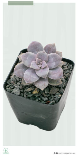 Graptopetalum pentandrum 4"