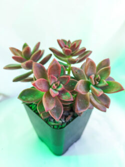 Graptosedum bronce 4"