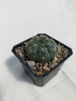 Gymnocalycium baldianum 3"