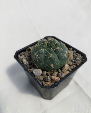 Gymnocalycium baldianum 3"
