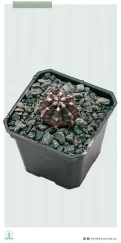 Gymnocalycium mihanovichii 3"