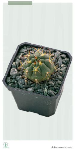 Gymnocalycium pflamsii 3"