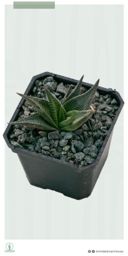 Haworthia limifolia 3"