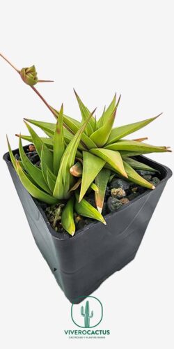 Haworthia limifolia var. Ubomboensis  6"