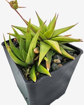 Haworthia limifolia var. Ubomboensis  6"