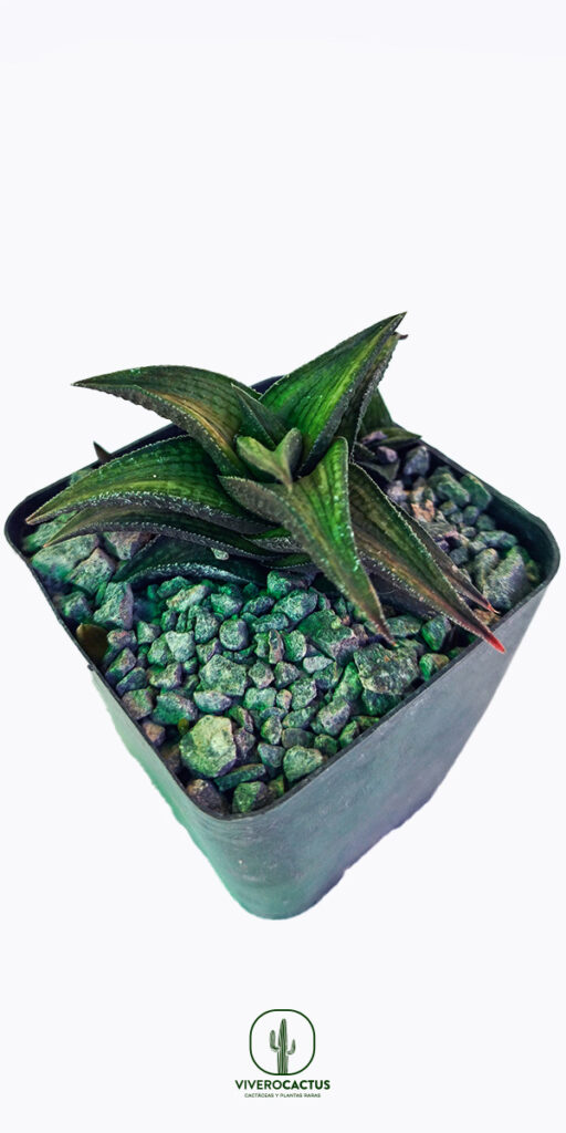 Haworthia venosa 4″ – Vivero Cactus