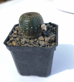 Frailea castanea 3"