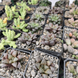 Haworthia Sugar plum 3"