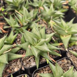 Haworthia limifolia 4"