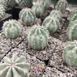 Echinocereus subinermis 4"