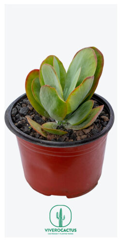 Kalanchoe thyrsiflora 6"