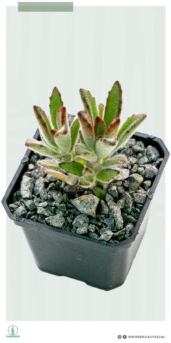 Kalanchoe tomentosa 3"