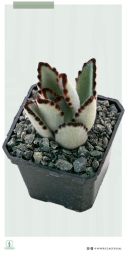 Kalanchoe tomentosa chocolate soldier 3"