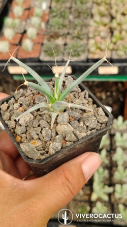 Leuchtenbergia principis 3"