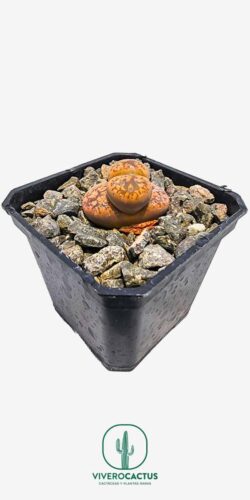 Lithops gessinae*  3"