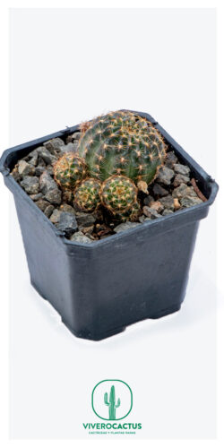 Lobivia arachnacantha 3"