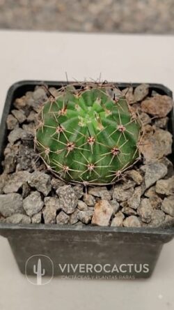 Lobivia aurea 3"