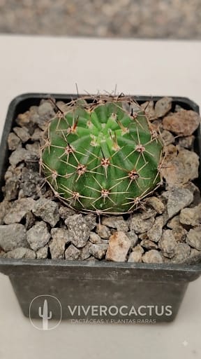 Lobivia aurea 3"