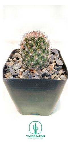 Mammillaria alamensis 4"
