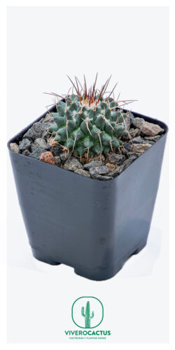 Mammillaria amajacensis 4"