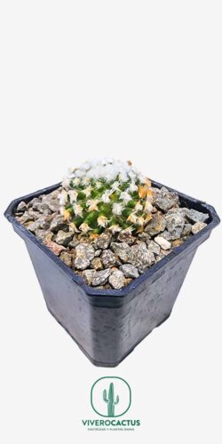 Mammillaria bocasana splendens 3"