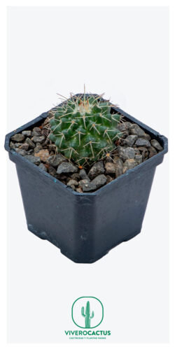 Mammillaria compresa 3"