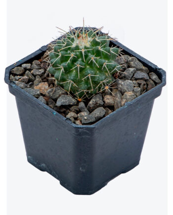 Mammillaria compresa 3"