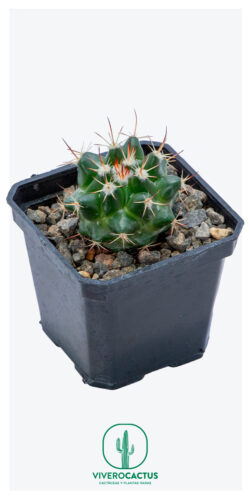 Mammillaria gigantea 3"