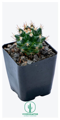 Mammillaria gigantea 4"