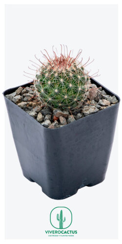 Mammillaria grahamii 4"