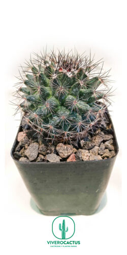Mammillaria grusonii 4"